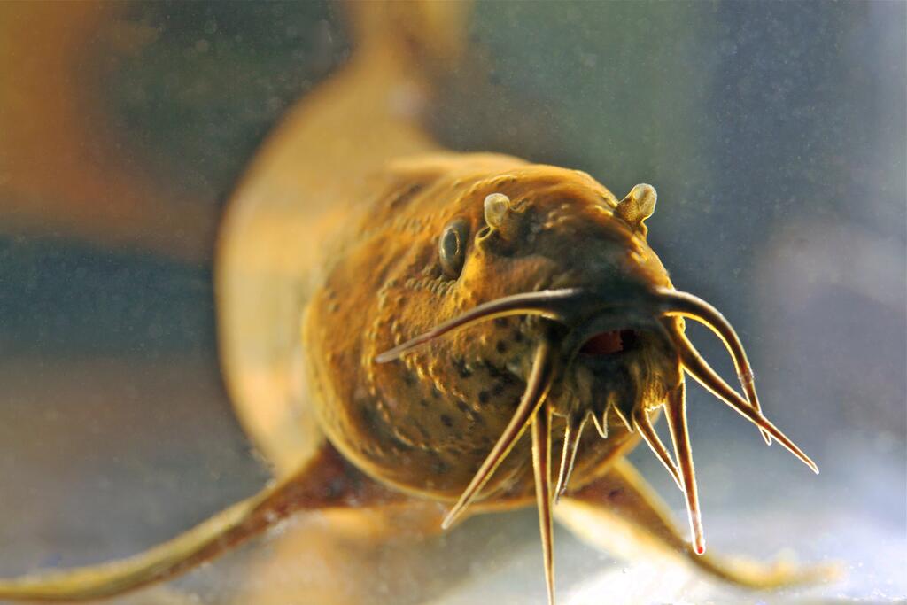misgurnus fossilis © Tiit Hunt, Vingerjas, CC BY-SA 3.0
gefährdete Fische