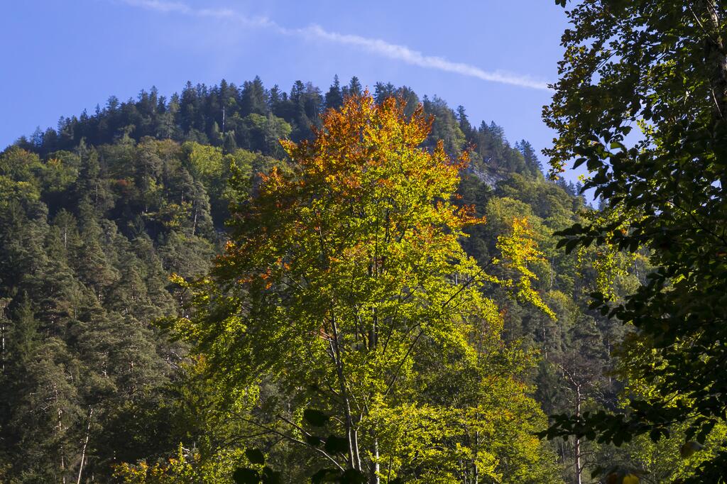 Mischwald im Herbst, Weißbach bei Lofer © Uwe Grinzinger Mischwald im Herbst, Weißbach bei Lofer