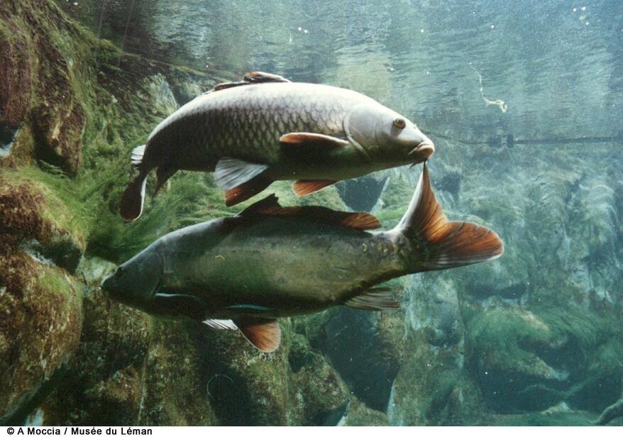 Cyprinus carpio © A. Moccia, Musée du Léman, Musee du Leman 5, CC BY-SA 3.0
gefährdete Fische Cyprinus carpio