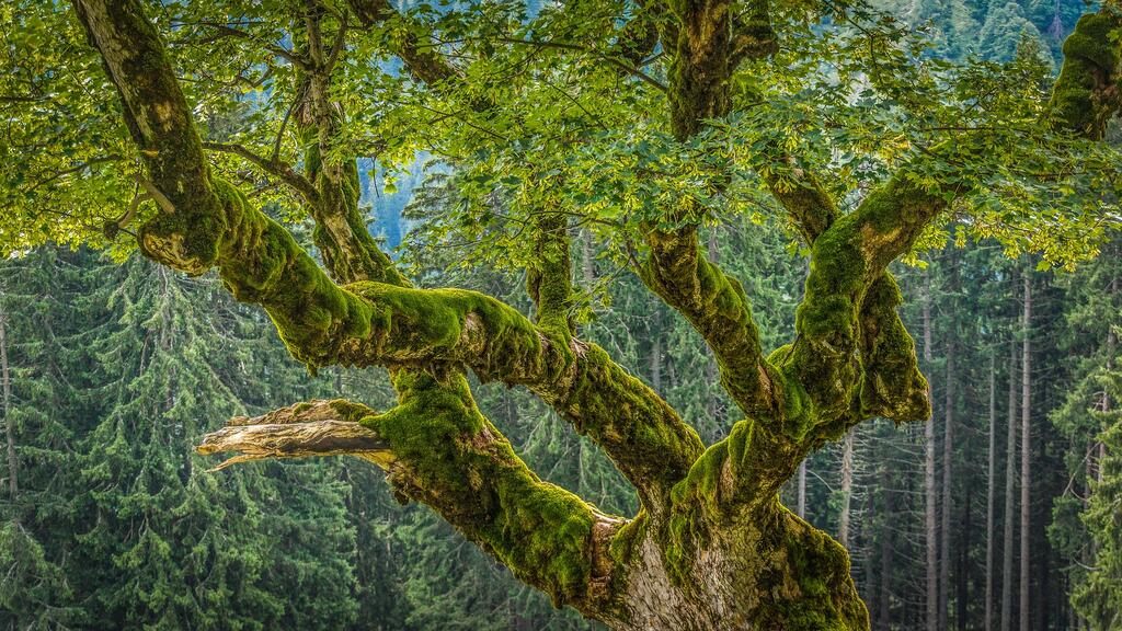Baum im Kleinwalsertal © pixabay / Michoff Baum im Kleinwalsertal