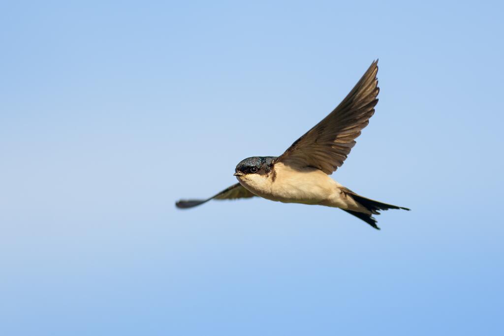 Mehlschwalbe im Flug © shutterstock/ Gallinago media Mehlschwalbe im Flug