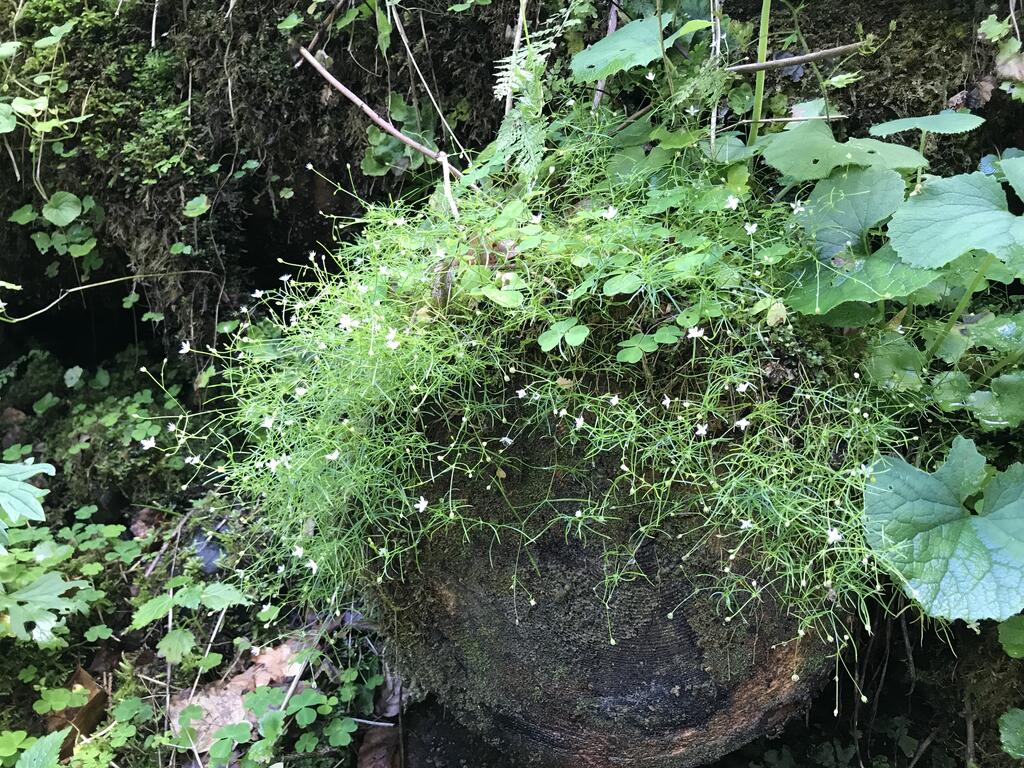 Der Wald ist Wasserspeicher, Humusproduzent, CO2-Speicher und bietet einen guten Lärmschutz.