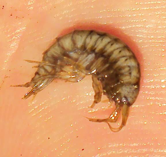 gammarus fossarum © dendrofil, Gammarus fossarum Podkomorské lesy, CC BY-SA 3.0
gammarus fossarum
