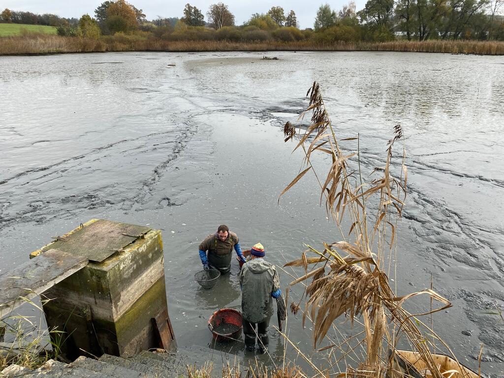 Abfischen am Steinteich, Stift Geras