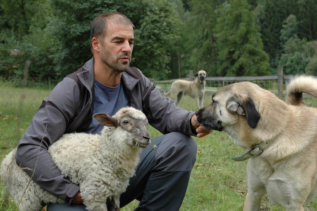 Thomas Schranz mit Hütehund und Schafen © Gabriel Müller Wanderschäfer Thomas Schranz mit Hütehund und Schafen