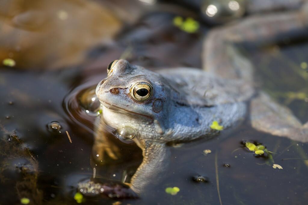 Moorfrosch © Schosse-sitzer / Wikimedia Commons (CC BY-SA 4.0) Moorfrosch