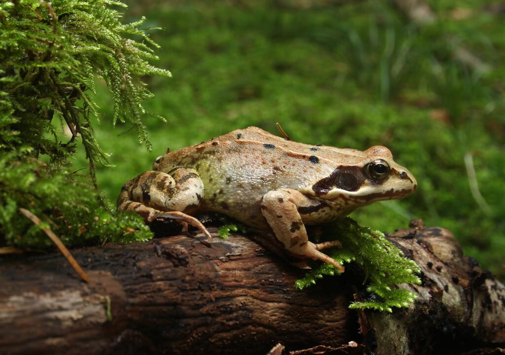Grasfrosch © Holger Krisp, Grasfrosch-Rana-temporaria-side, CC BY 3.0
heimische amphibien grasfrosch
