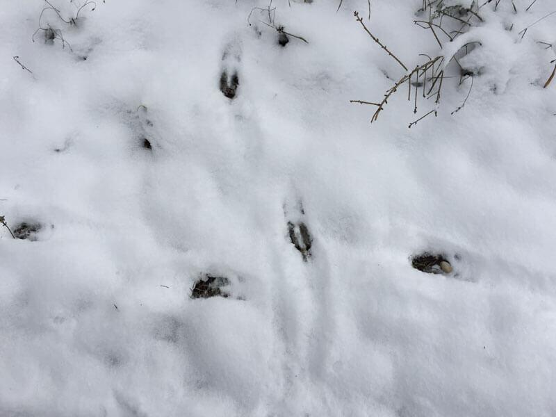 1_schneespuren © Hier sind sich wohl zwei Rehe in die Quere gekommen. © ruhm perdomo
