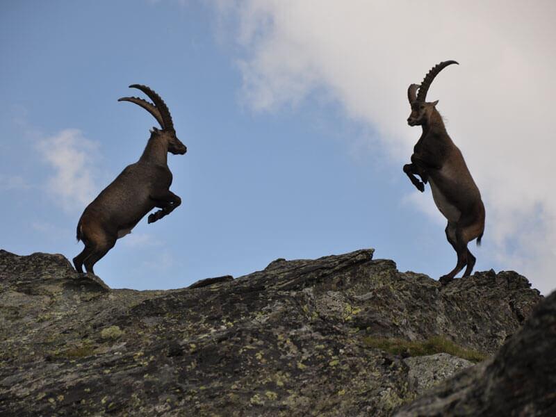 3_201407Steinwildfotos_WEB © Bis zu 100 Mal krachen die Hörner der Steinböcke bei einem Kampf zusammen. © NPHT Jakober