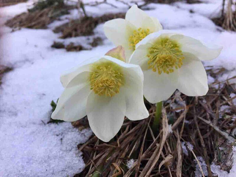 Schneerosen blühen von Jänner bis in den Mai. © Marcus Bernhard Zuba Schneerosen blühen von Jänner bis in den Mai.