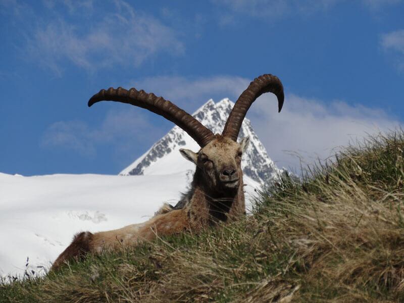 steinbock_Lackner1_WEB © Was für ein Comeback! Ein stolzer Bock vor einem großen Berg. (im Hintergrund der Großglockner) © NPHT Lackner