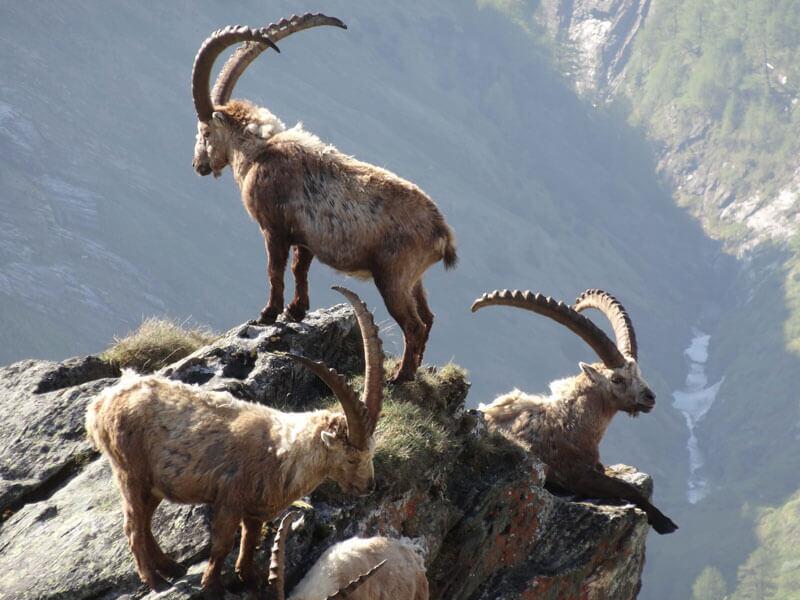 steinbock_Lackner2_WEB © Dort wo ein Steinbock hinkommt, kommt sonst keiner hin. Das liegt an seinen Hufen. © NPHT Lackner