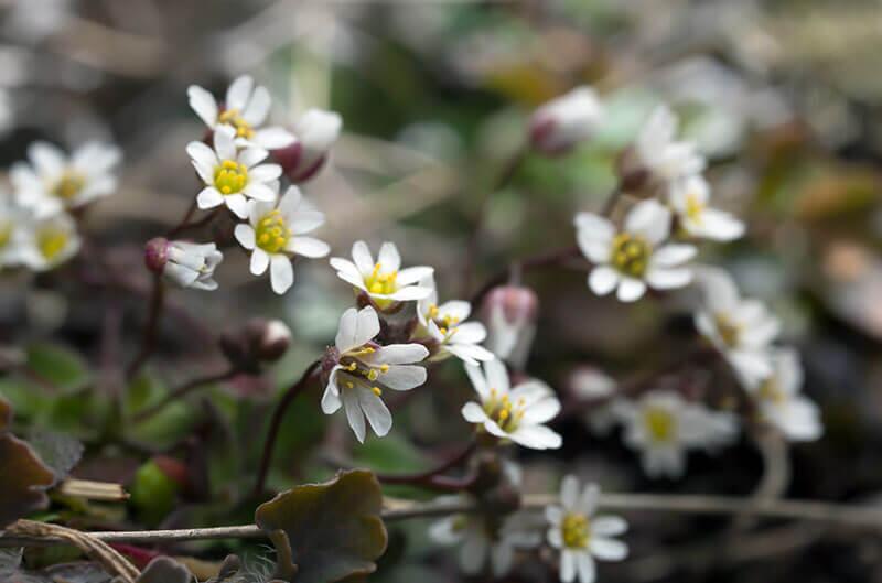 Schmalfrucht-Hungerbluemchen © Henrik Larsson/Shutterstock.com Fruehlingsblumen: Schmalfrucht-Hungerbluemchen