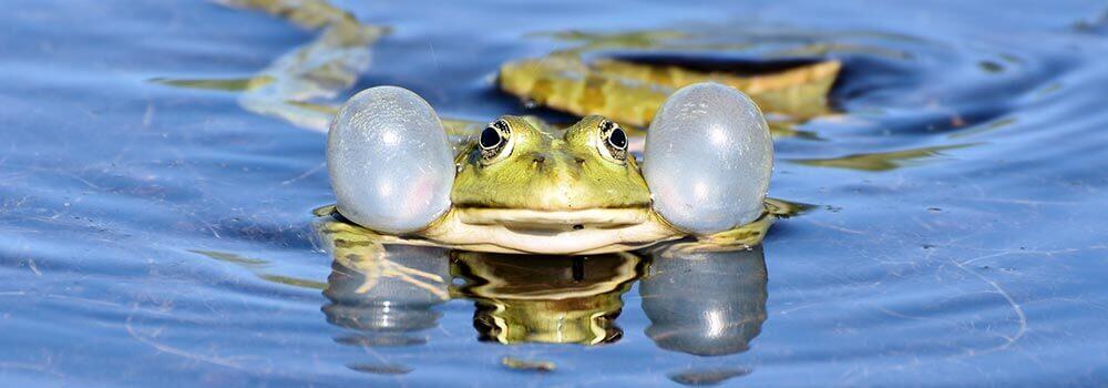 Veranstaltungen im Frühling © Pixabay Frosch im Wasser