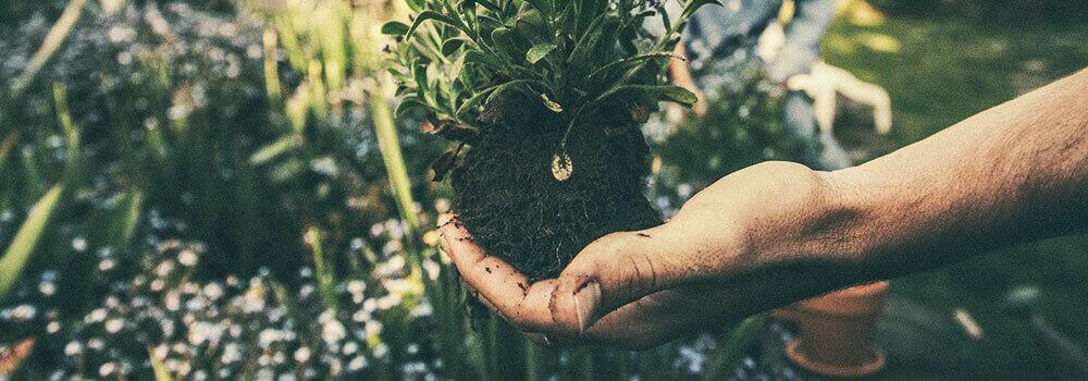 veranstaltungen-im-fruehling_gaertnern © unsplash.com (CC0) Garteln im Fühling, Hand mit Vergissmeinnichtz-Pflanze mit Wurzelballen