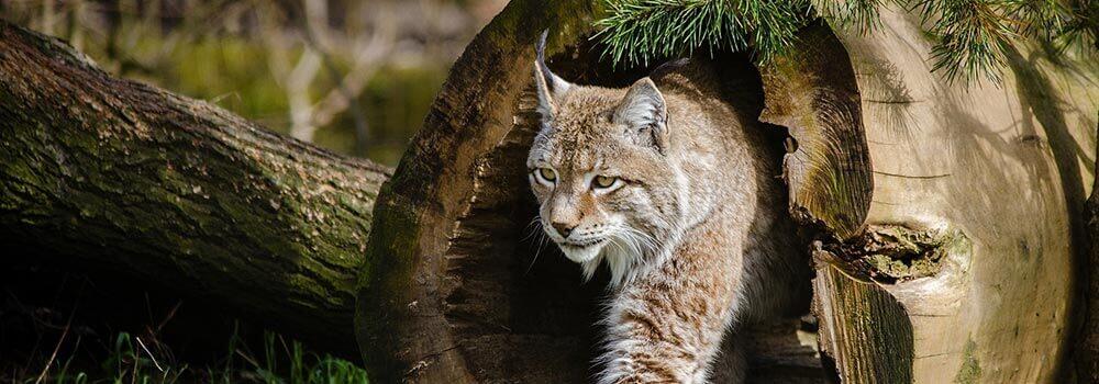 veranstaltungen-im-fruehling_luchs © skeeze/pixabay Luchs