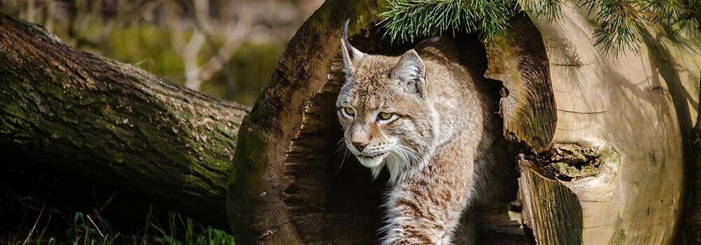 Luchs