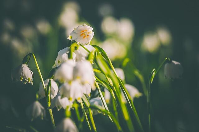 Frühlings-Knotenblume