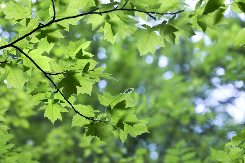 Elsbeere © Vitolga / Shutterstock.com Elsbeere