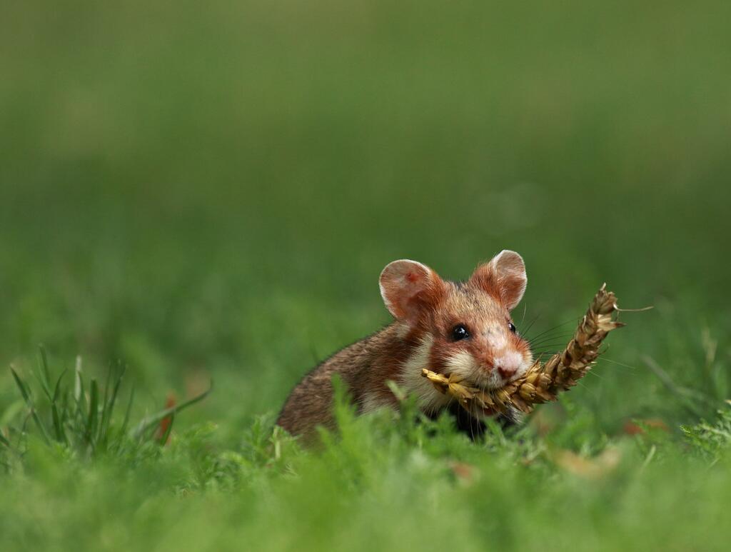 Feldhamster © janveber / Shutterstock.com Feldhamster
