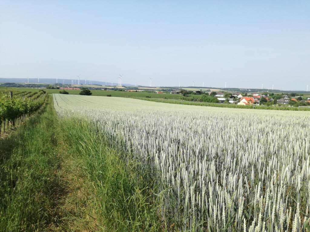 aus dem früheren Weizenfeld wird ein Permakulturgarten