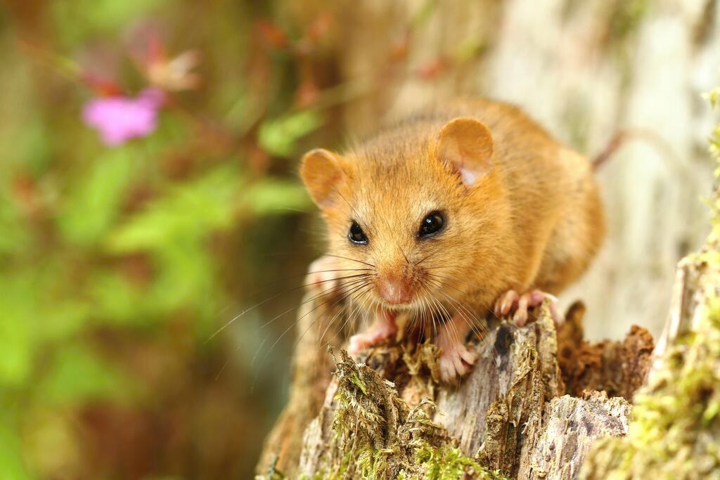 Haselmaus © Miroslav Hlavko / Shutterstock.com Haselmaus