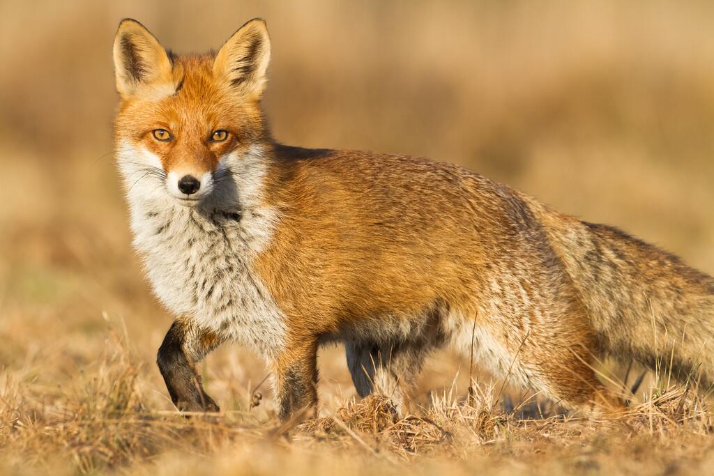 Rotfuchs © Marcin Perkowski / Shutterstock.com Rotfuchs