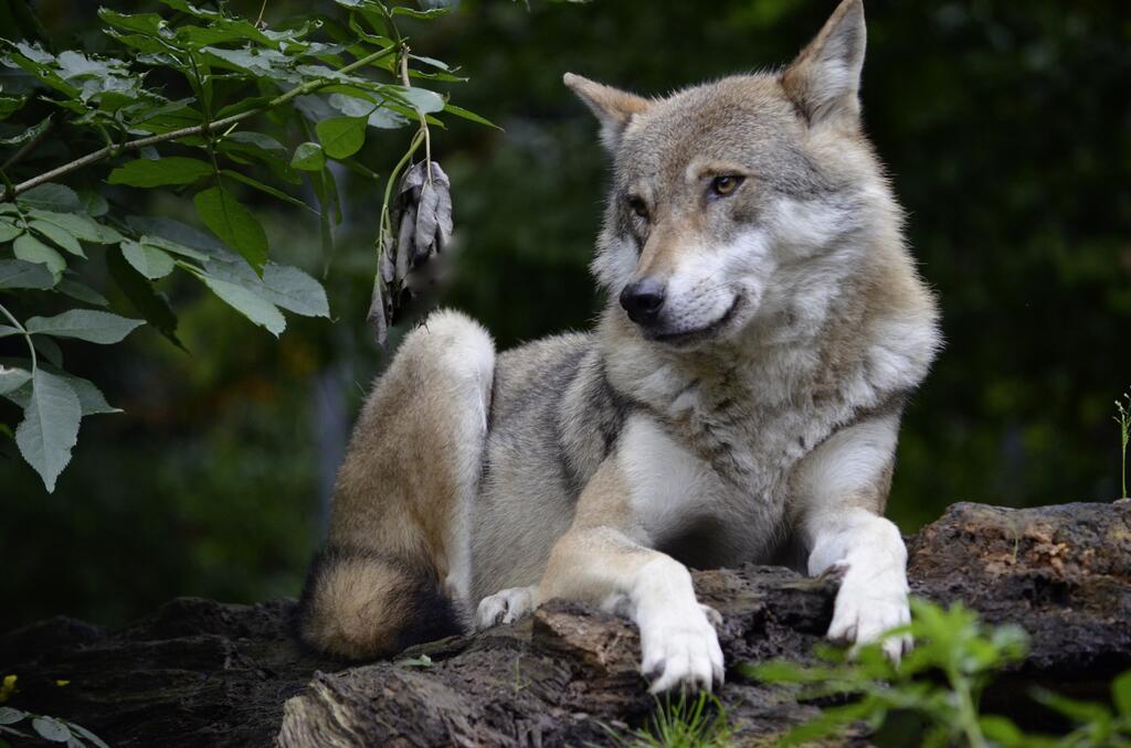 Wolf © Pixabay Wolf