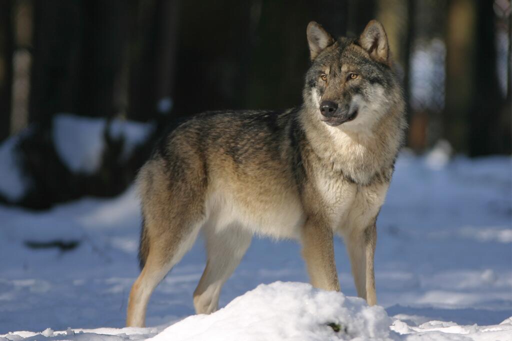 Wolf © Pixabay Wolf