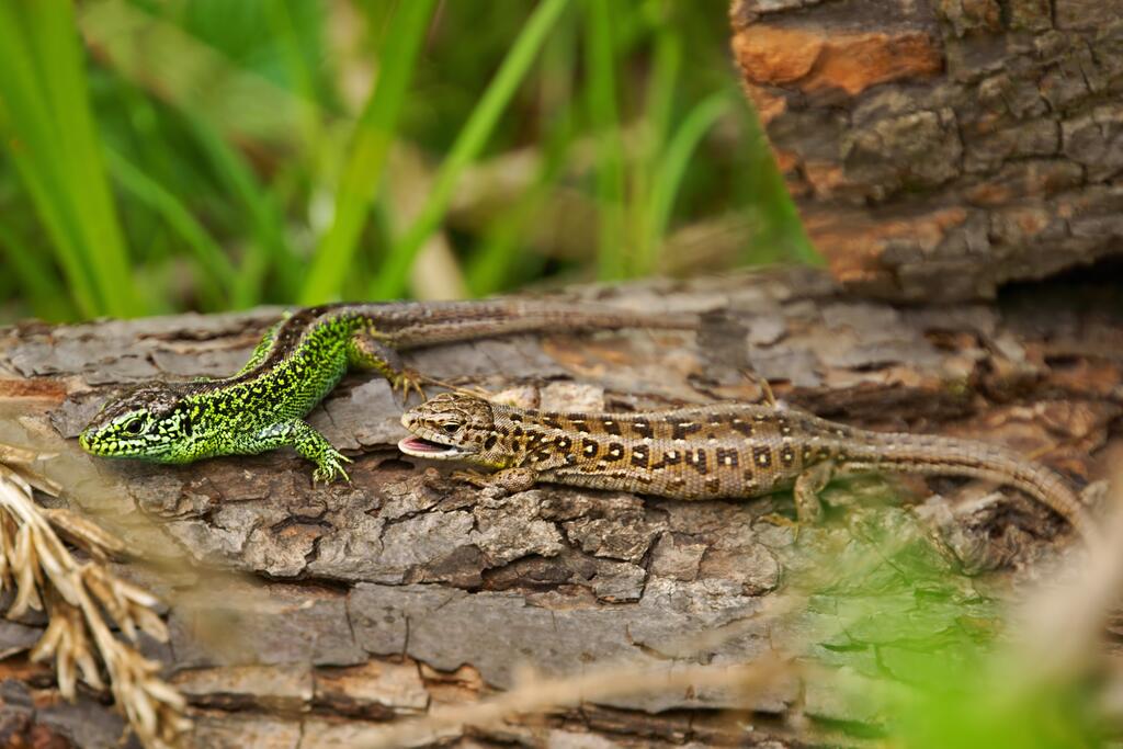 Zauneidechse © Mirek Kijewski / Shutterstock.com Zauneidechse