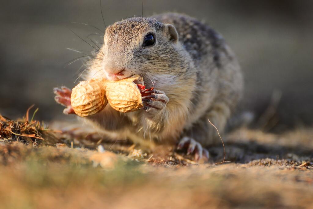 Europäisches Ziesel © DenisaPro / Shutterstock.com Europäisches Ziesel