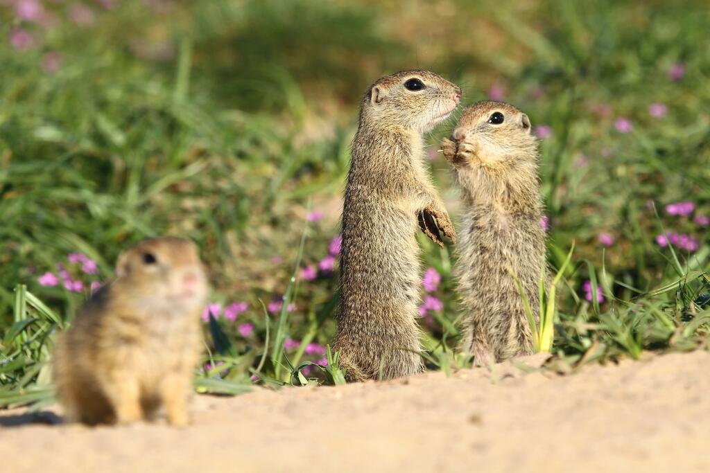 Europäisches Ziesel © Miroslav Hlavko / Shutterstock.com Europäisches Ziesel