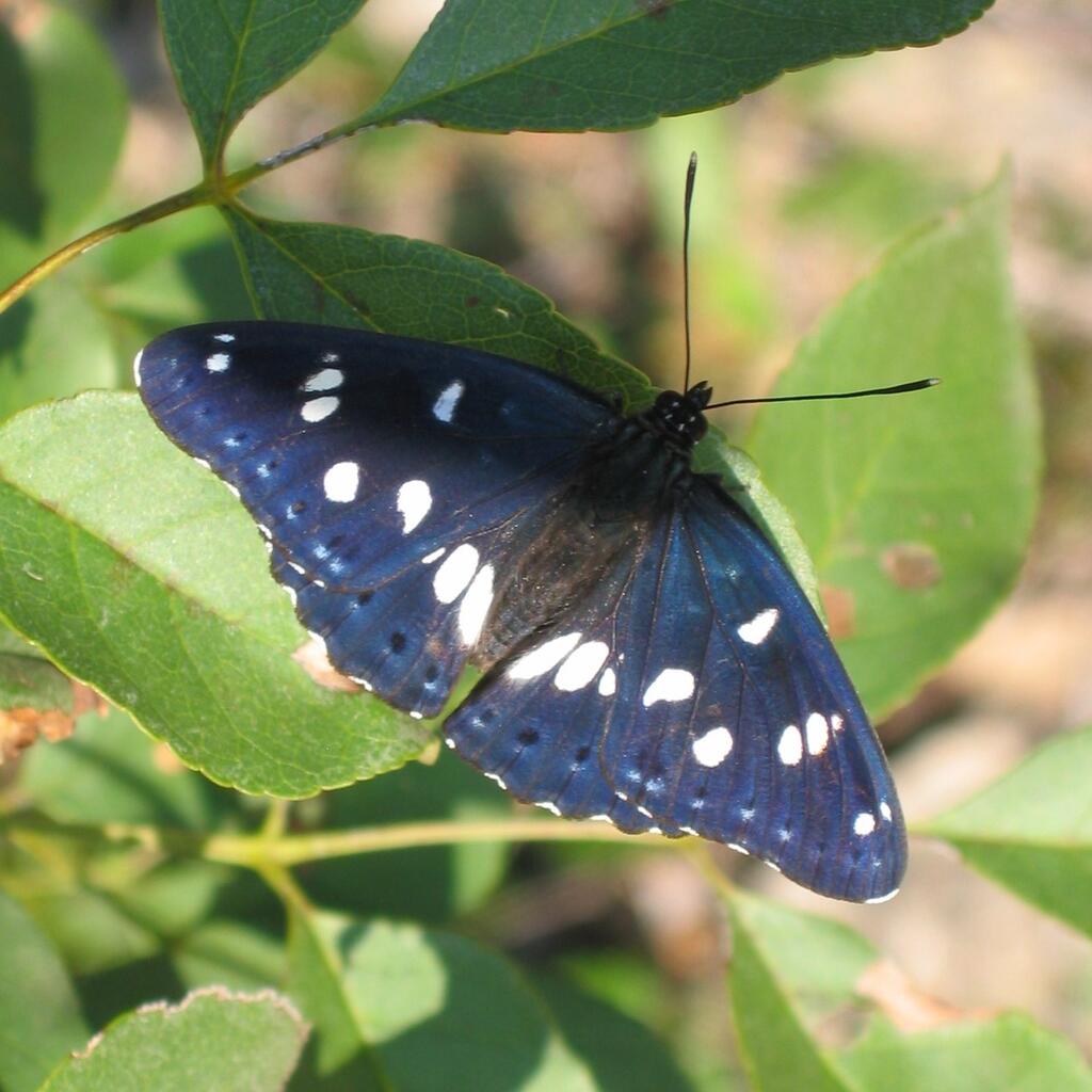 Blauschwarzer Eisvogel © Harald Süpfle, Limenitis reducta 01, CC BY-SA 2.5
Blauschwarzer Eisvogel