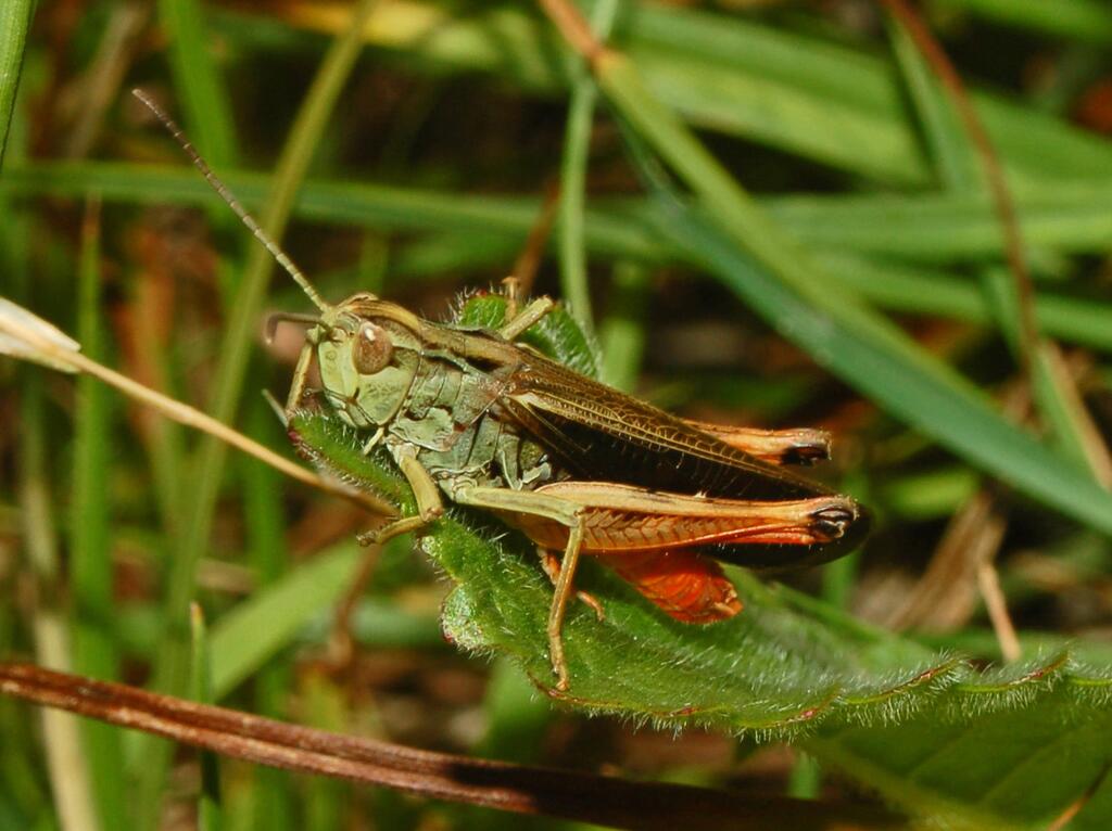 Bunter Alpengrashüpfer © Hectonichus, Acrididae - Stenobothrus rubicundulus, CC BY-SA 3.0
Bunter Alpengrashüpfer