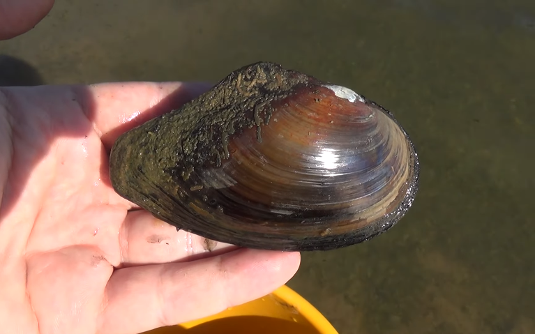 Heimische Muscheln/anodonta anatina © Peter261504, Anodonta anatina Ružiná 2019, CC BY-SA 4.0
Heimische Muscheln