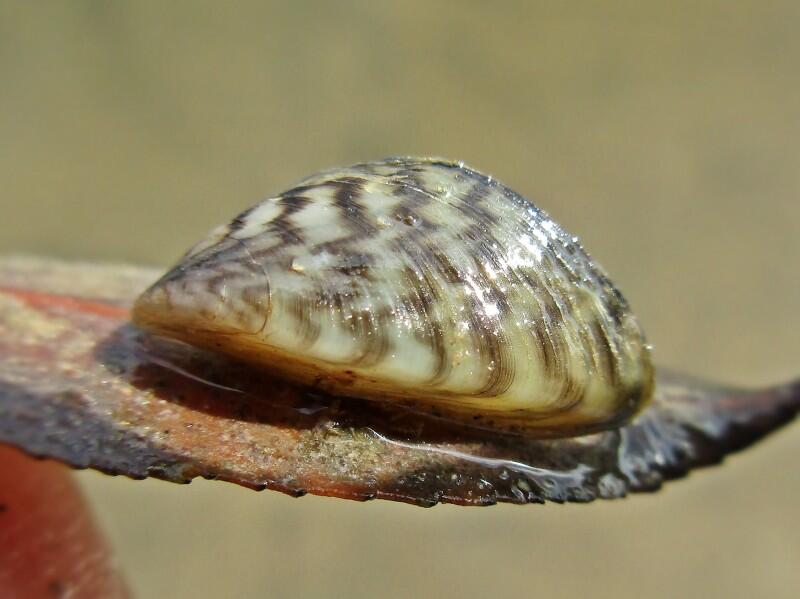 Heimische Muscheln/dreissena polymorpha © BJ.Schoenmakers/Wikimedia Commons(CC0) Heimische Muscheln