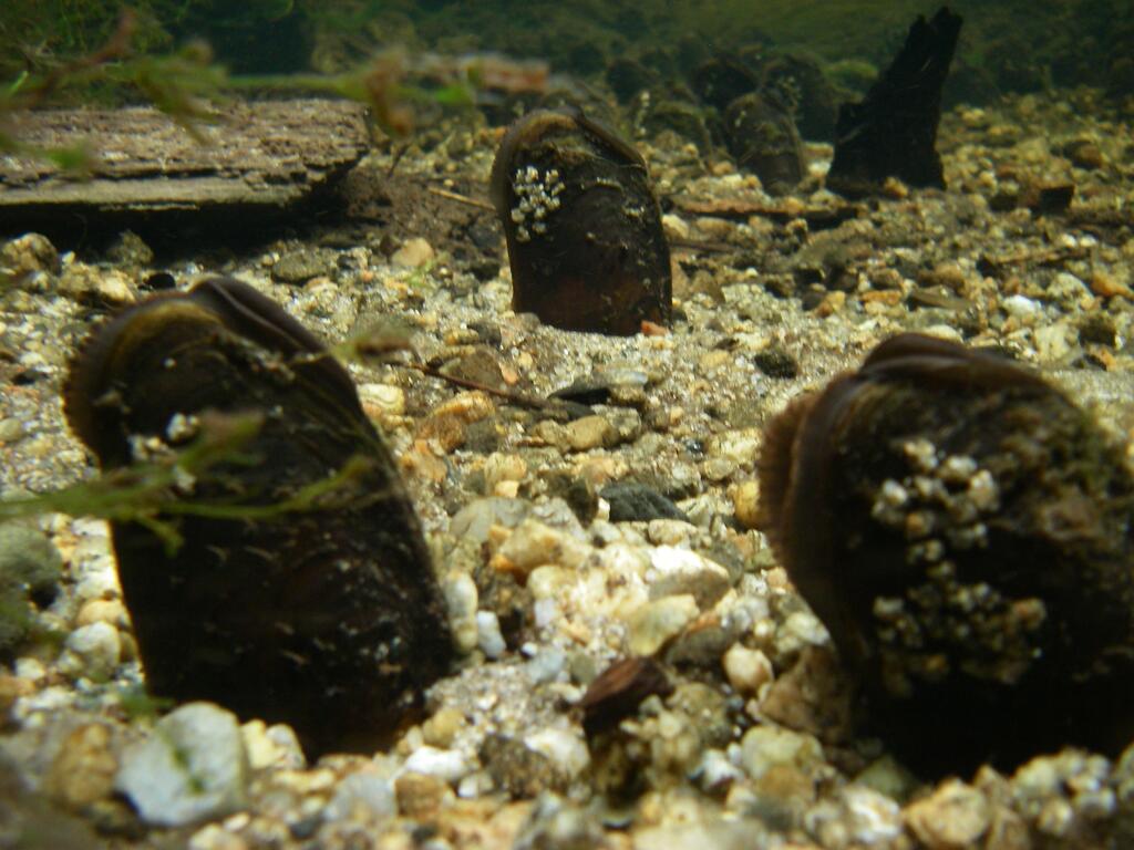 Heimische Muscheln/margaritifera margaritifera © I, Joel Berglund, UV Margaritifera margaritifera, CC BY-SA 3.0
Heimische Muscheln
