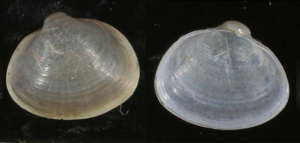 Heimische Muscheln/musculium lacustre © Welter Schultes Francisco/Wikimedia Commons(CC0) Heimische Muscheln