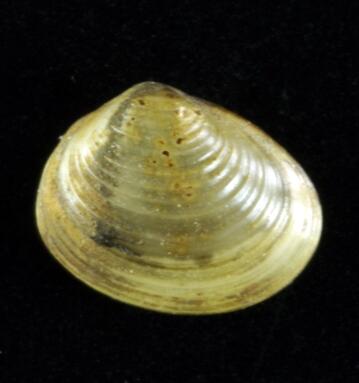 Heimische Muscheln/pisidium amnicum © Snailmail, Pisidium amnicum, CC BY-SA 3.0
Heimische Muscheln