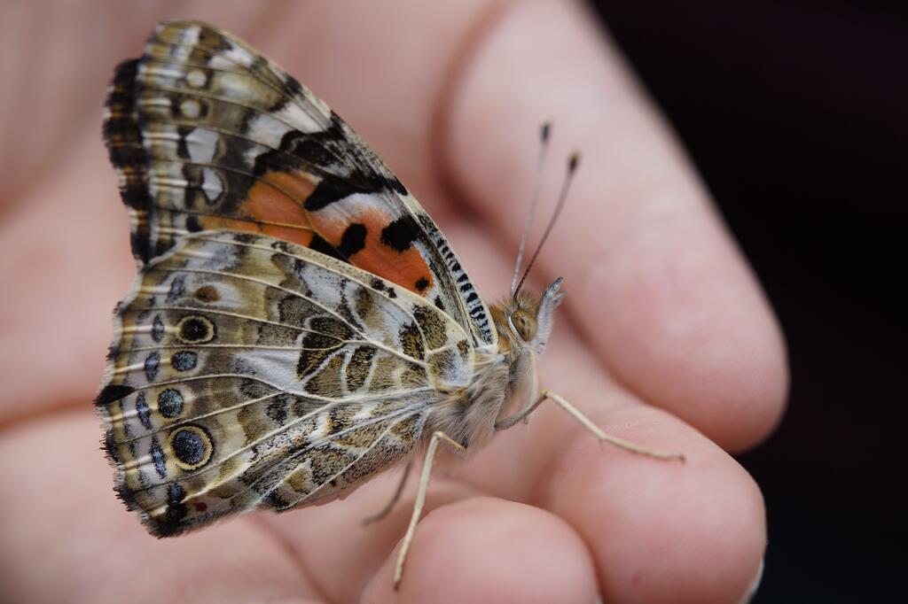 schmetterling mythen © Pixabay schmetterling mythen