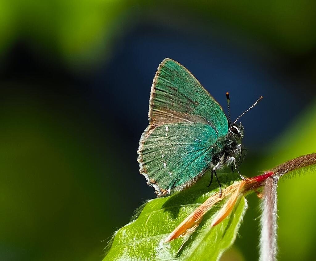 Most liked Schmetterlingsfoto in der App, Grüner Zipfelfalter © Ingrid Stuller Schmetterling Grüner Zipfelfalter