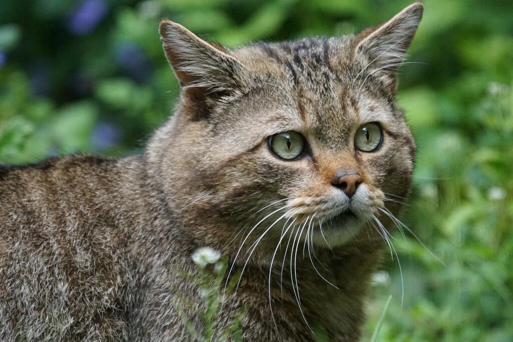 Gesicht einer Wildkatze