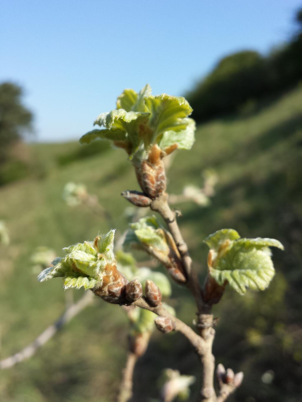 Flaumeiche © Stefan.lefnaer, Quercus pubescens sl3, CC BY-SA 4.0
Flaumeiche