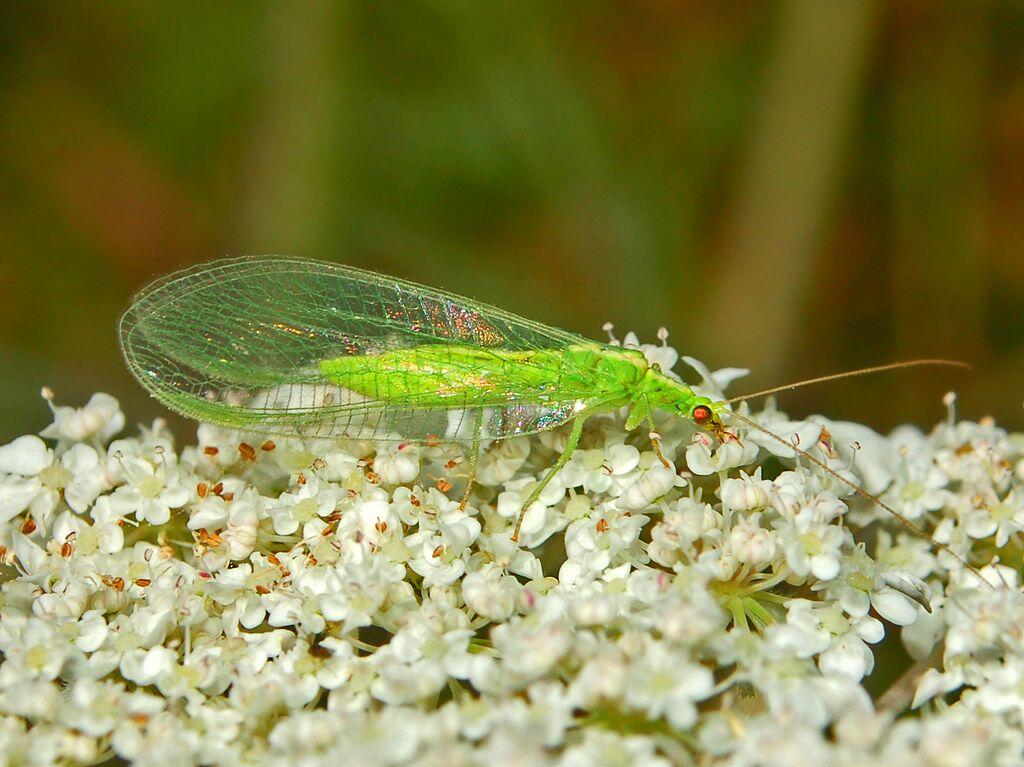 Gemeine Florfliege © Hectonichus, Chrysopidae - Chrysoperla carnea group-1, CC BY-SA 3.0
Gemeine Florfliege