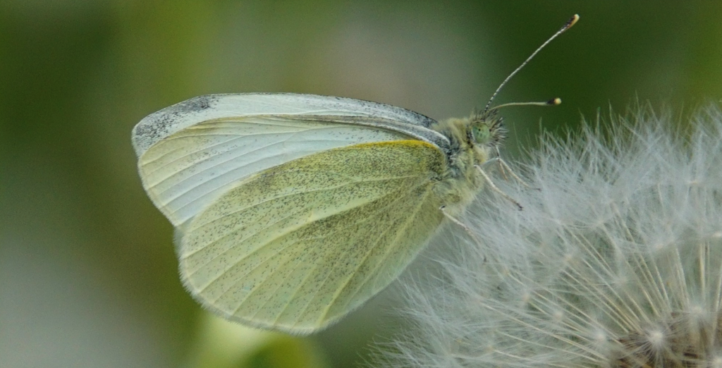 Kleiner Kohlweissling