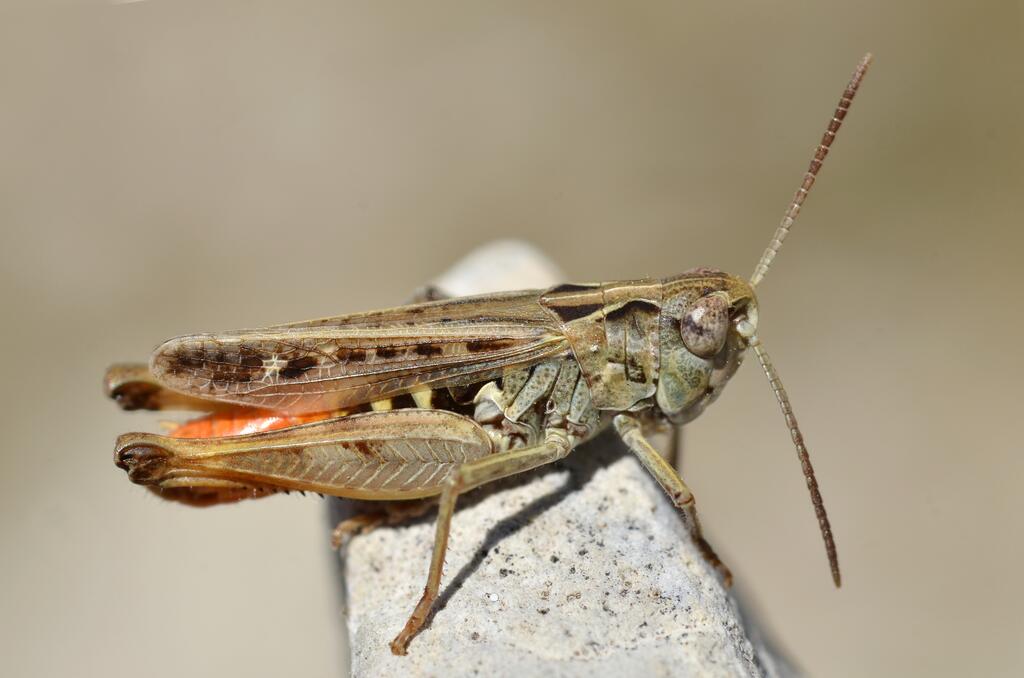Rotleibiger Grashüpfer © Gilles San Martin / Flickr (CC BY-SA 2.0)
Rotleibiger Grashüpfer
