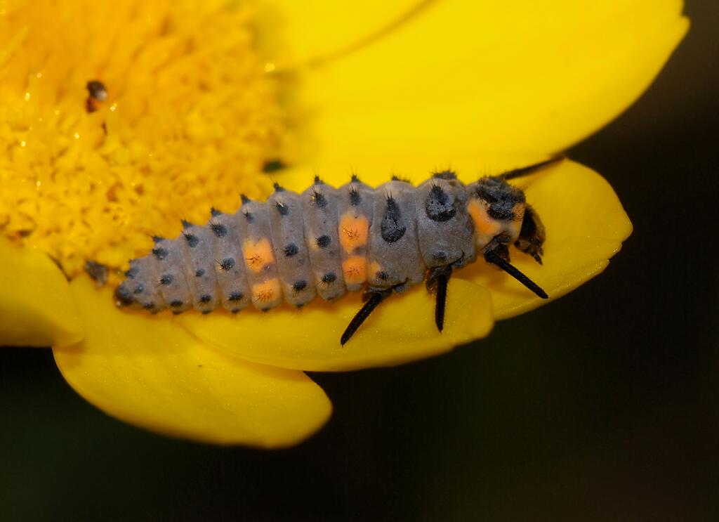 Larve des Siebenpunkt-Marienkäfers © Alvesgaspar, Ladybird May 2008-1, CC BY-SA 3.0
Larve des Siebenpunkt-Marienkäfers