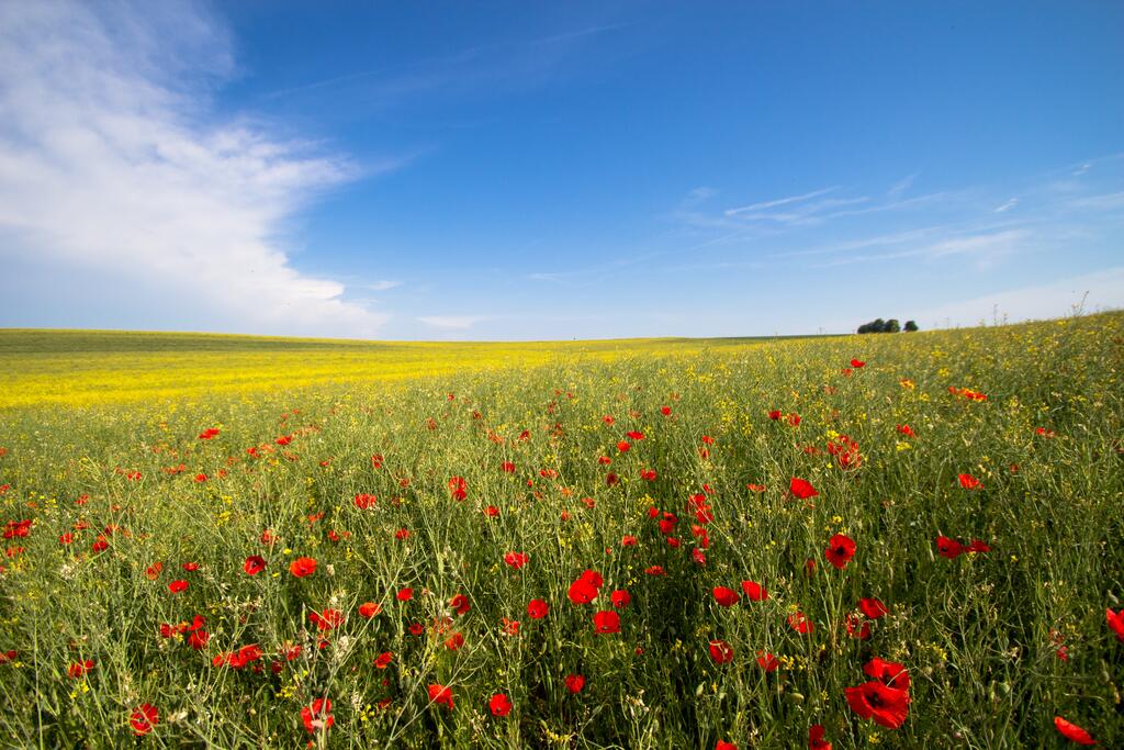 Rapsfeld mit blühendem Klatsch-Mohn