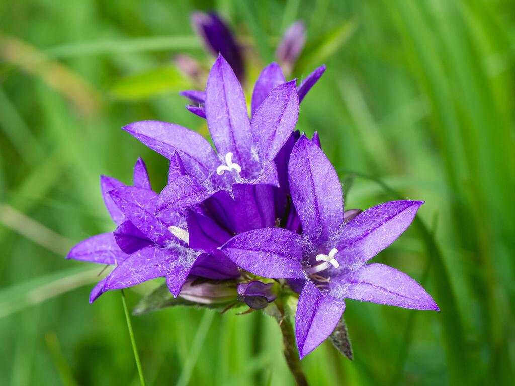© Uoaei1 / Wikimedia Commons CC BY-SA 4.0 Knäuel Glockenblume