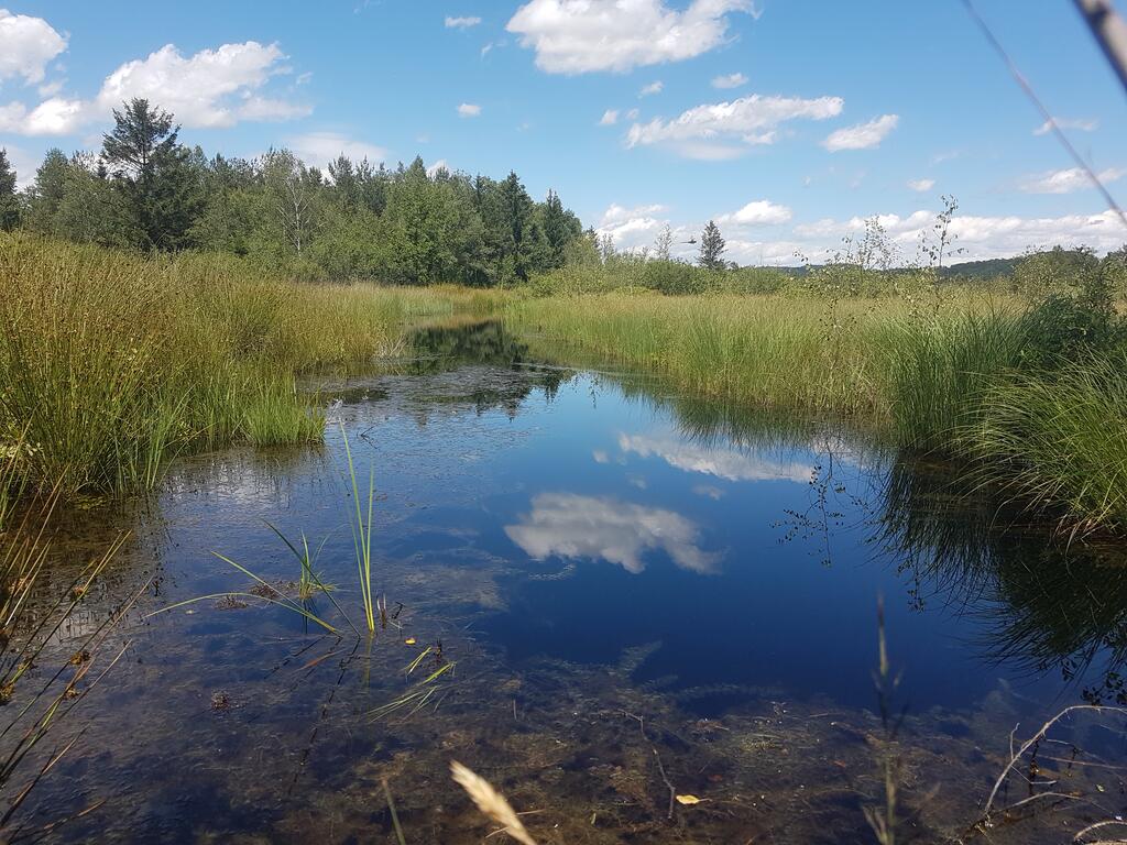 Moorgewässer - Ibmer Moor, Oberösterreich